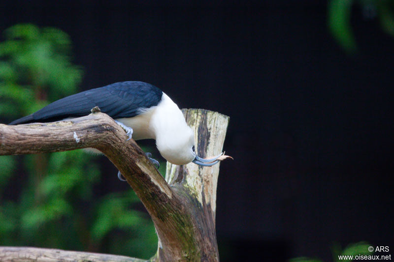 Sickle-billed Vanga, identification