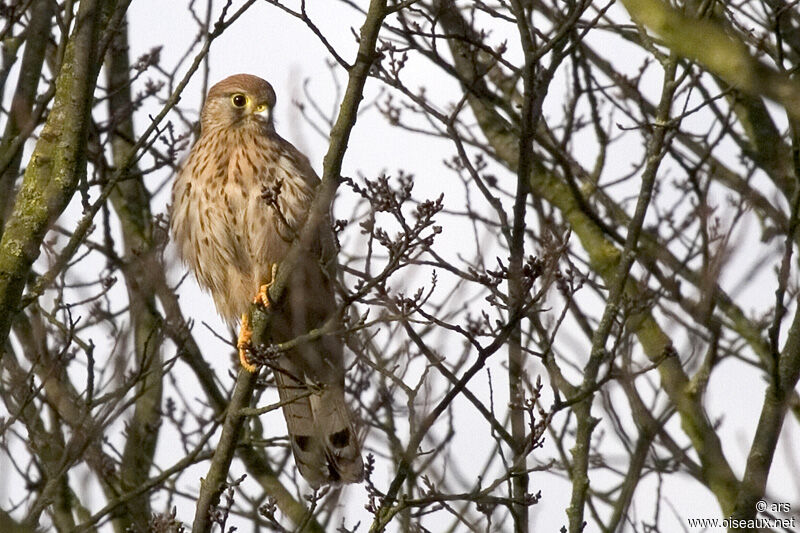 Faucon crécerelle, identification