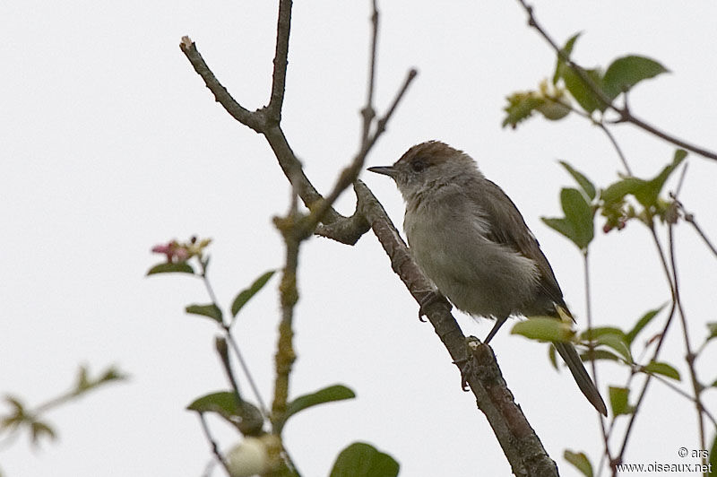 Eurasian Blackcap female adult, identification