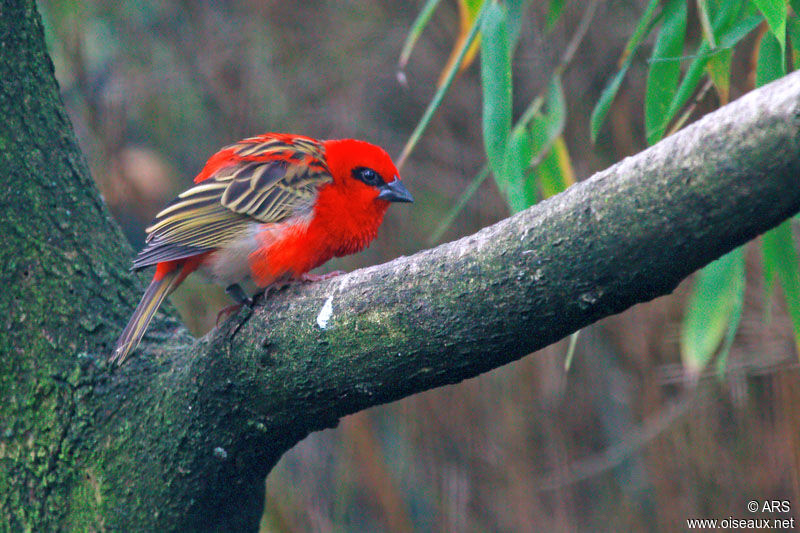 Red Fody, identification