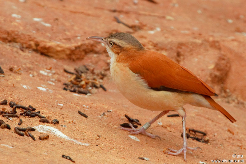 Fournier variable, identification