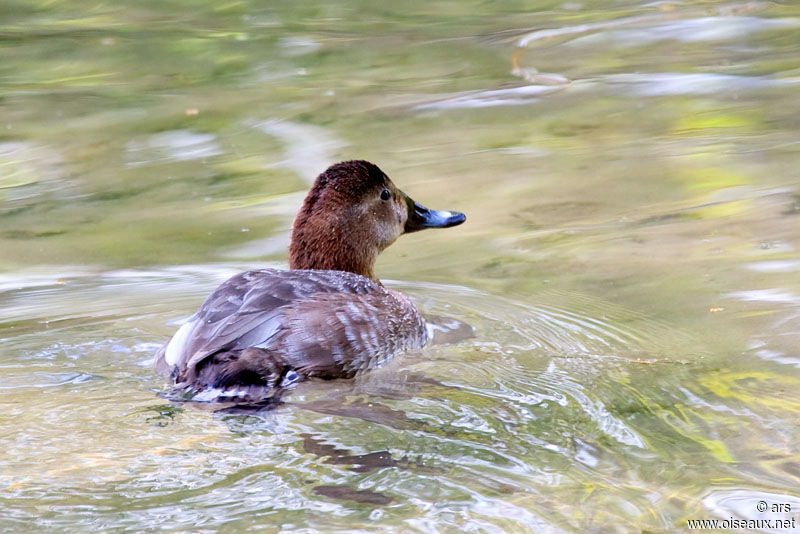 Common Pochard female, identification