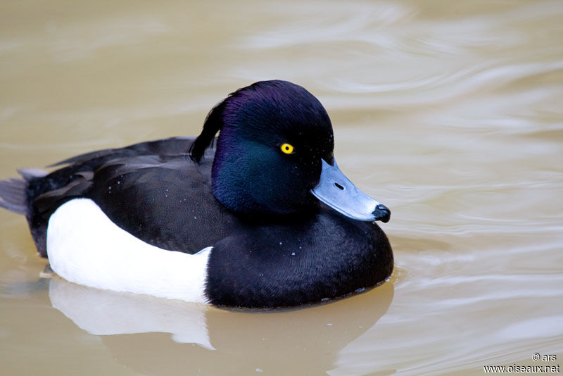 Tufted Duck male, identification