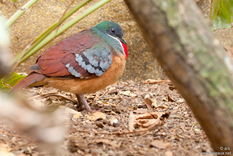 Mindanao Bleeding-heart, identification