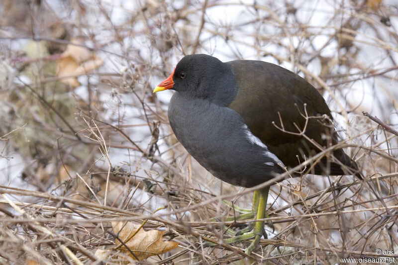 Gallinule poule-d'eau, identification