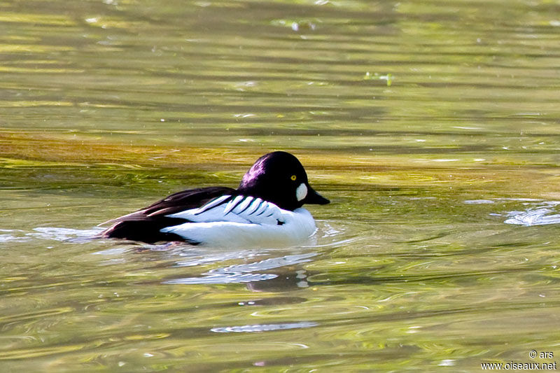 Common Goldeneye male adult, identification