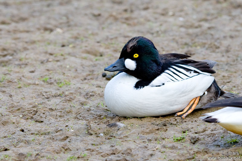 Common Goldeneye male adult, identification