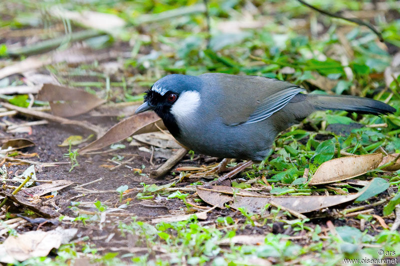 Garrulaxe à joues blanches, identification