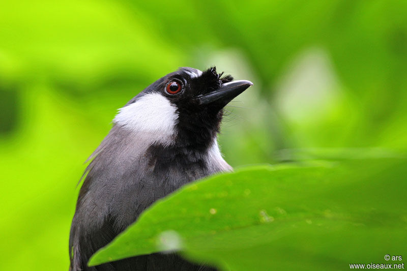 Black-throated Laughingthrush, identification