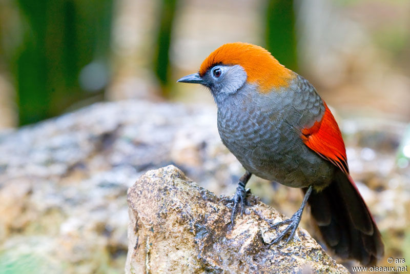 Red-tailed Laughingthrush, identification