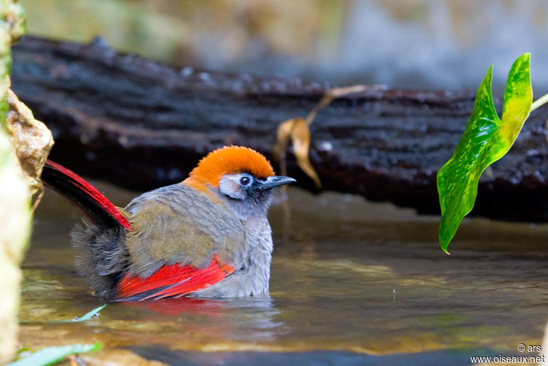 Red-tailed Laughingthrush, identification