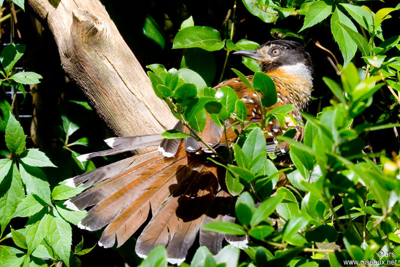 Spotted Laughingthrush