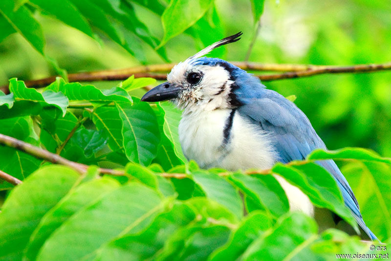 White-throated Magpie-Jay, identification