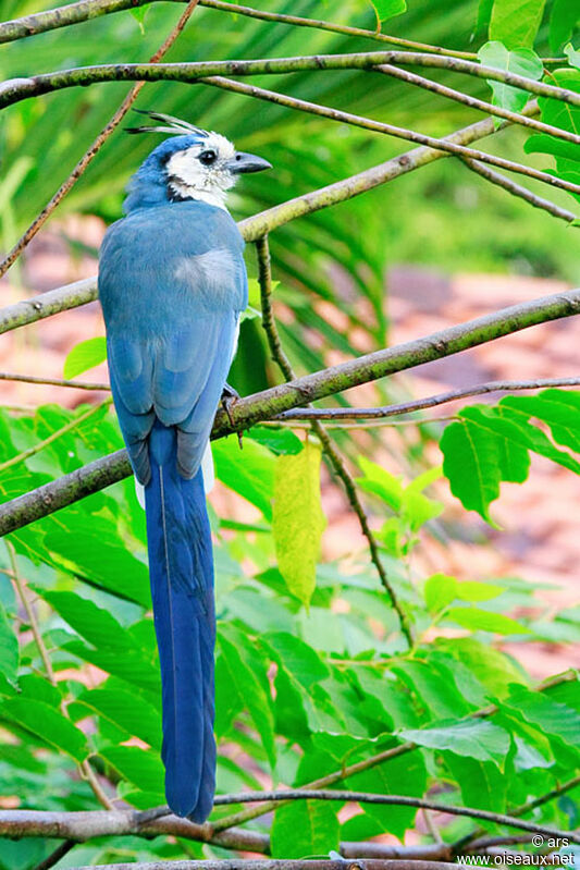 White-throated Magpie-Jay, identification