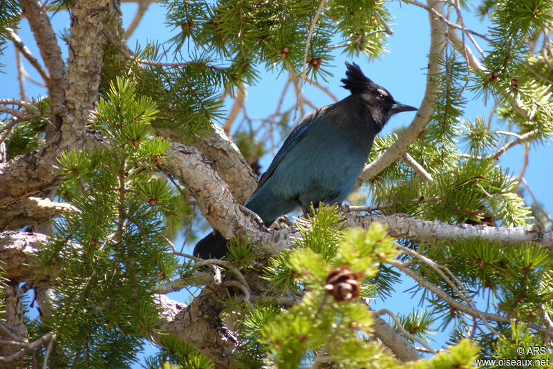 Geai de Steller mâle, identification