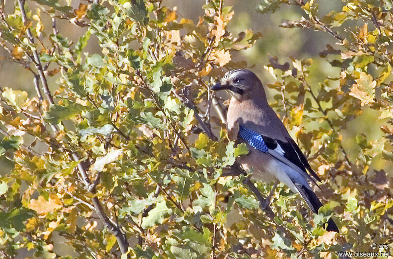 Eurasian Jay, identification