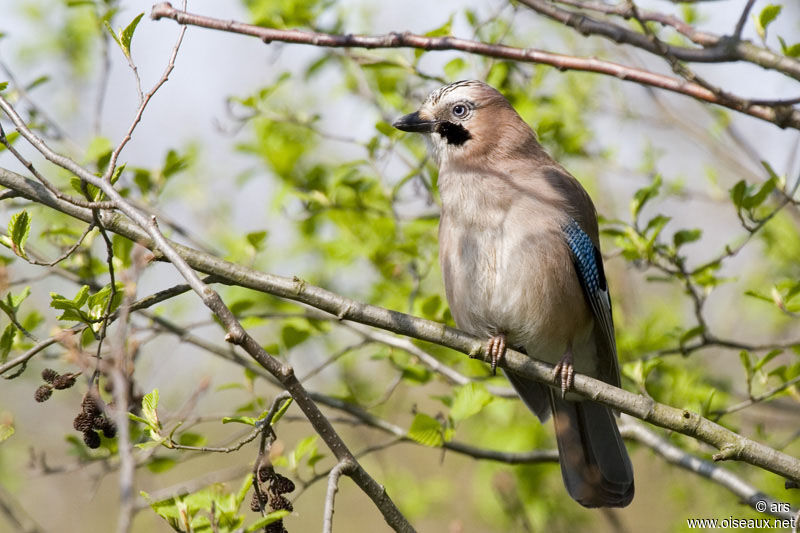 Eurasian Jay, identification