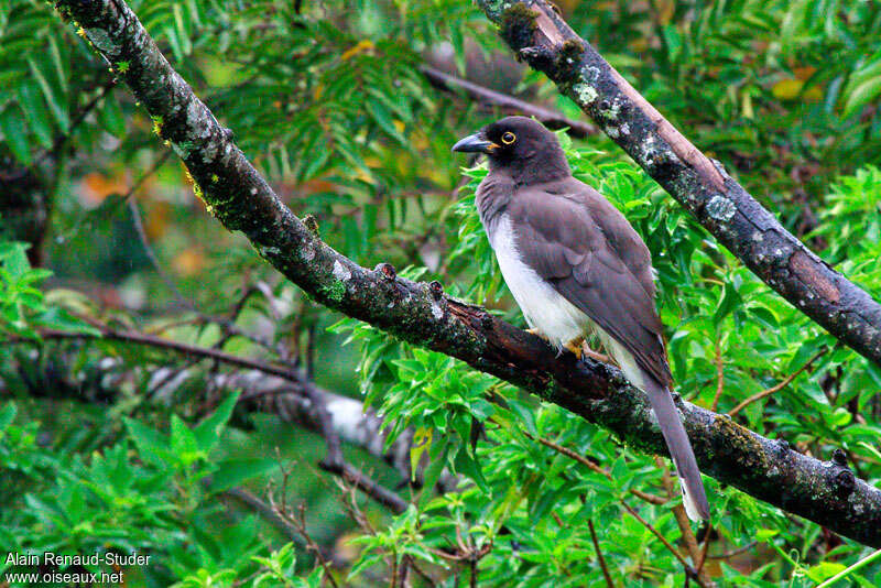 Brown Jayimmature