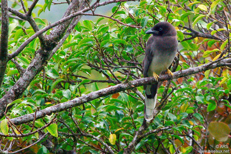 Brown Jay, identification