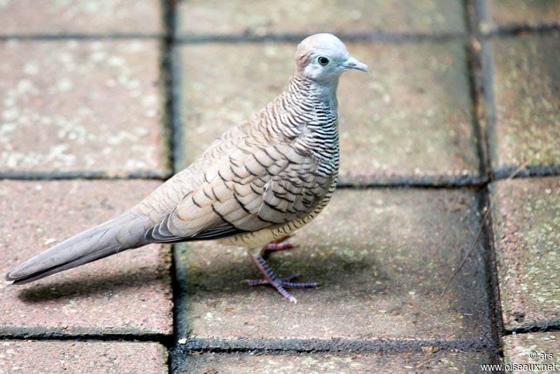 Peaceful Dove, identification