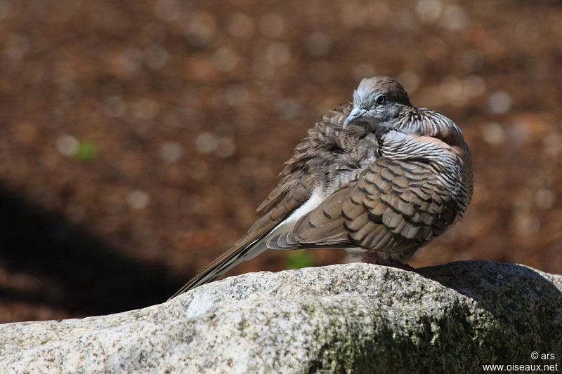 Géopélie zébrée, identification