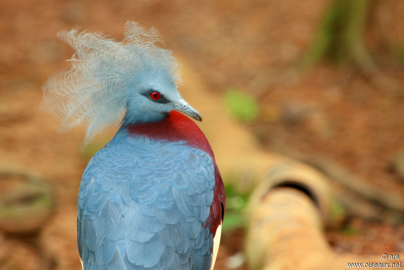 Sclater's Crowned Pigeon, identification