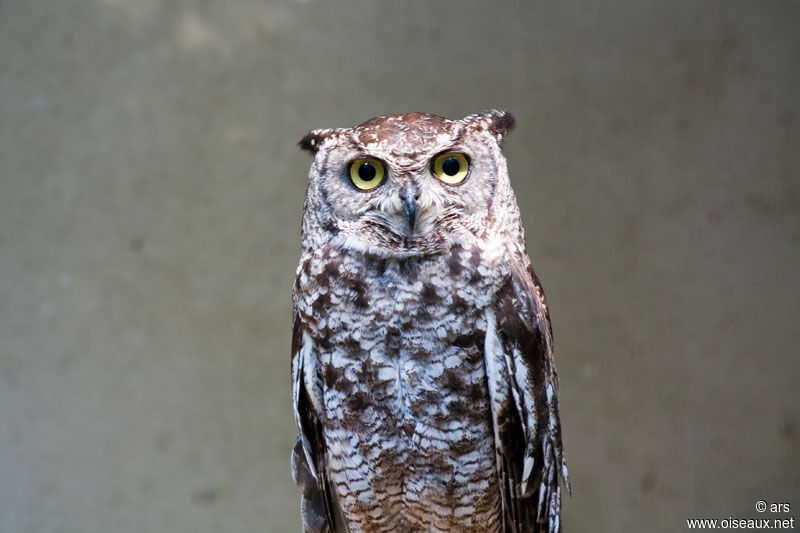 Spotted Eagle-Owl, identification