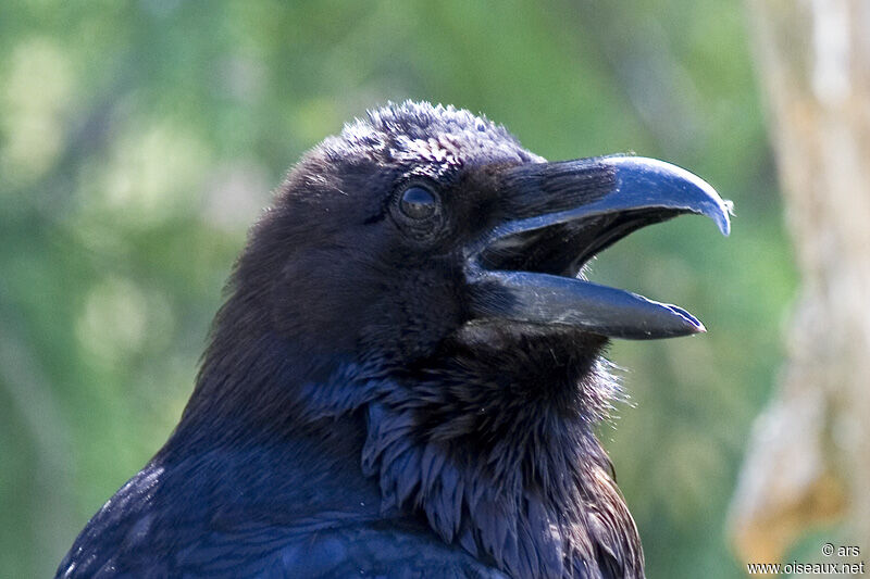 Grand Corbeau, identification