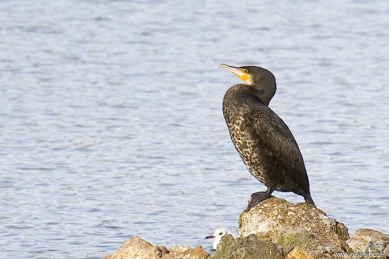 Grand Cormoran, identification