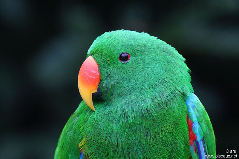 Moluccan Eclectus male, identification