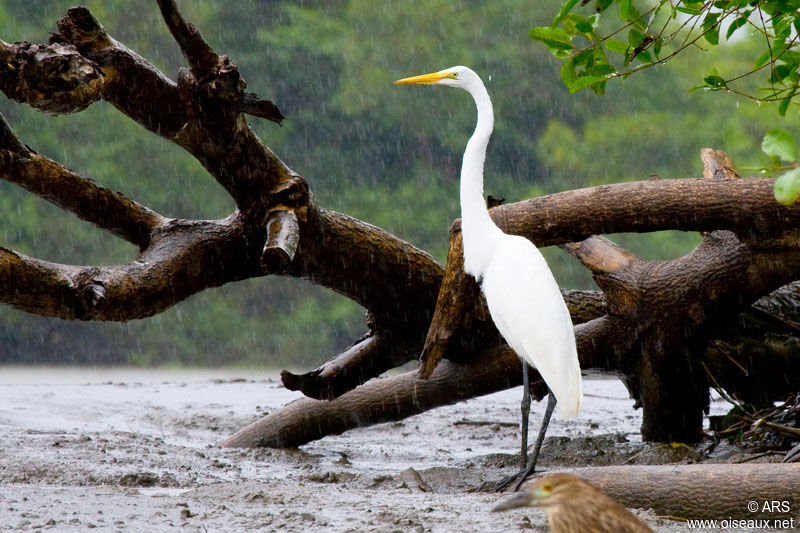 Grande Aigrette, identification