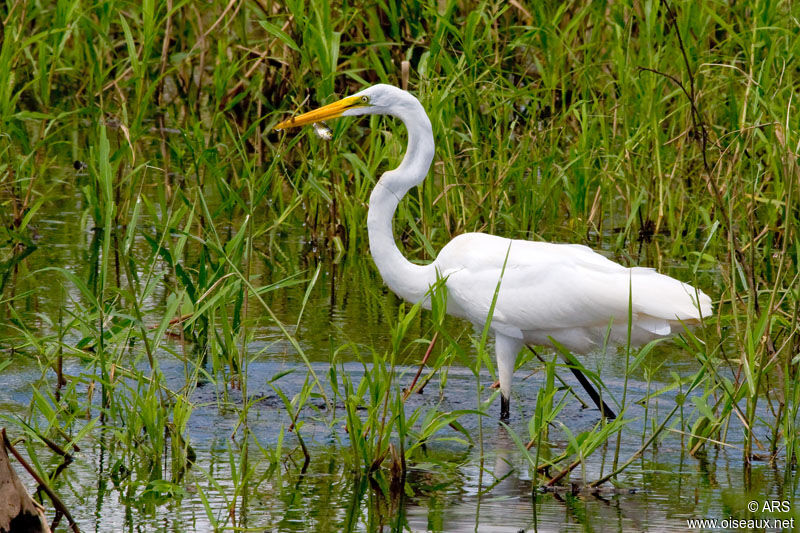 Great Egret, identification