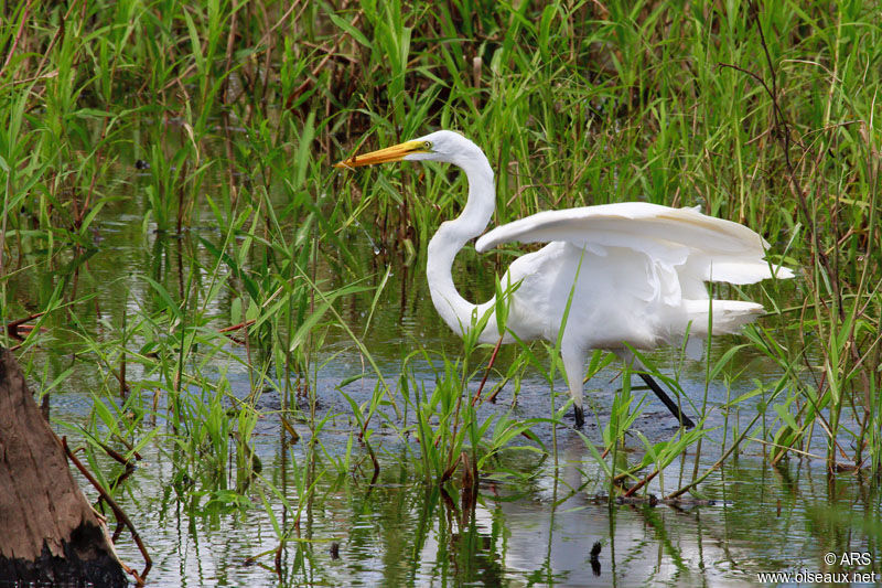 Grande Aigrette, identification