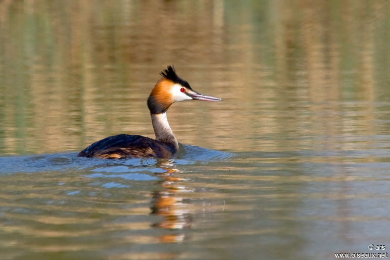 Great Crested Grebe, identification