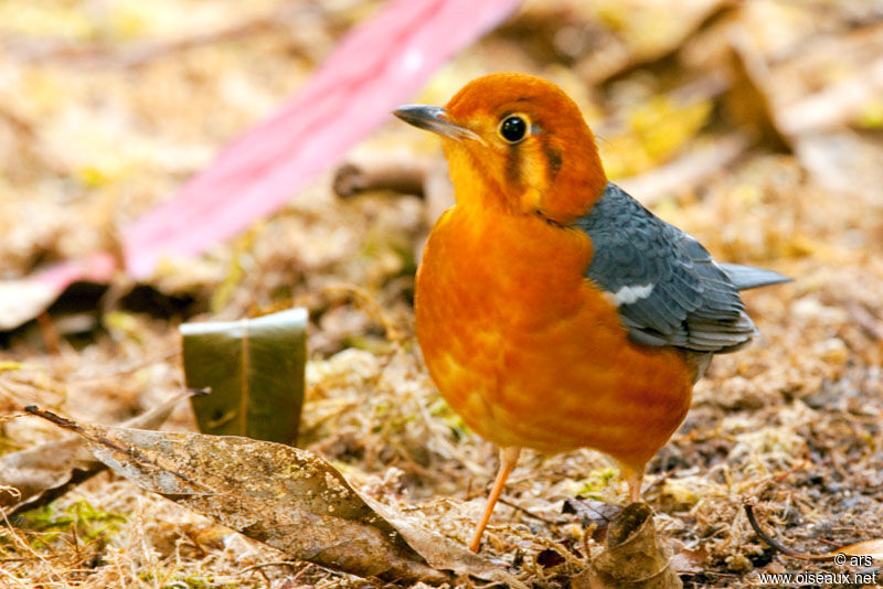 Orange-headed Thrush, identification