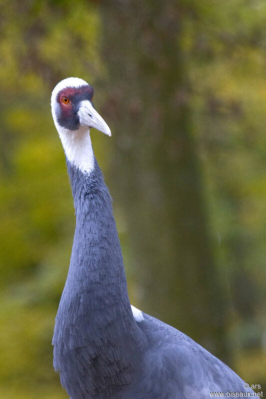 White-naped Crane, identification