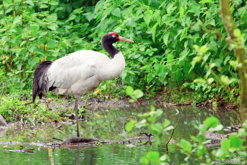 Black-necked Crane, identification