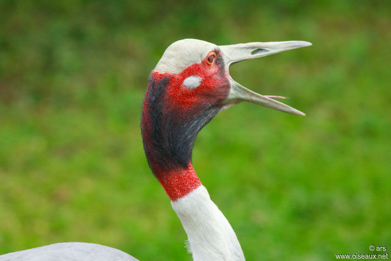 Sarus Crane, song