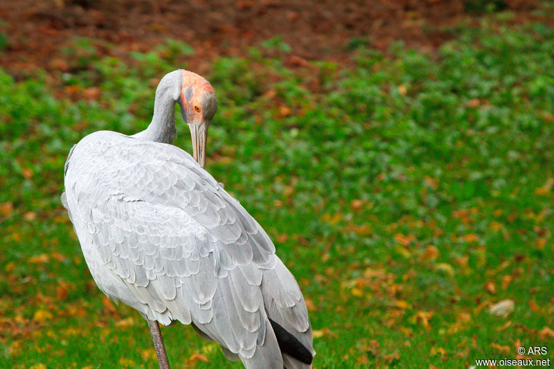 Grue brolga, identification