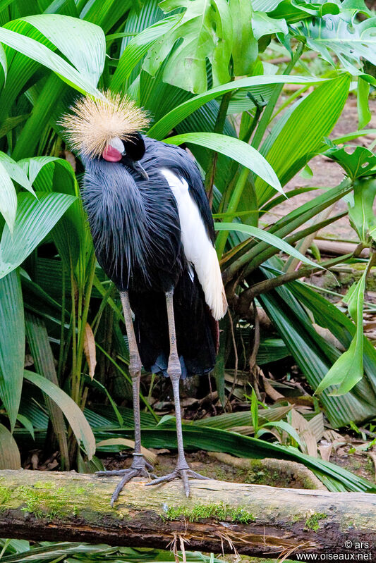 Black Crowned Crane