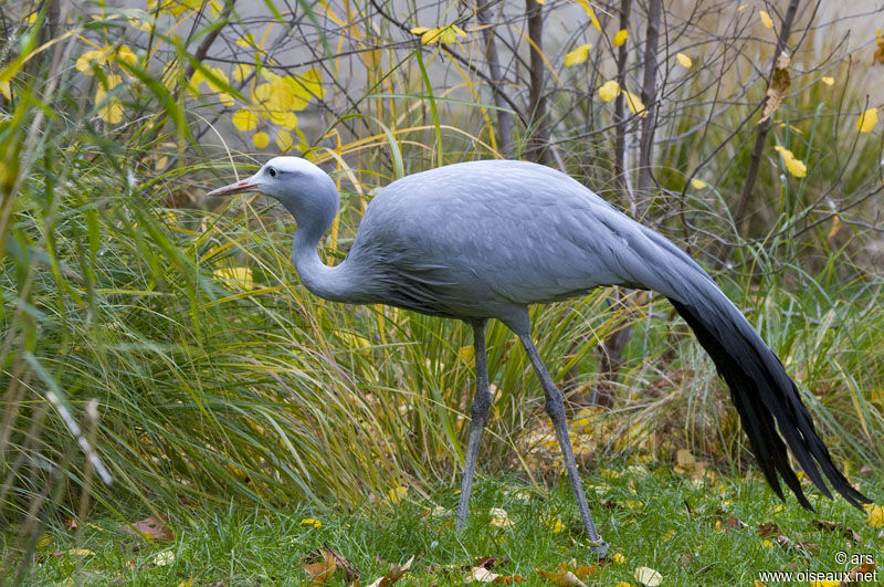 Grue de paradis, identification