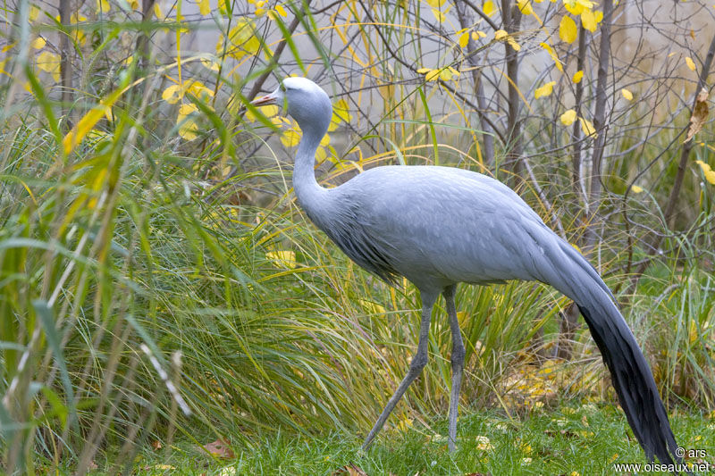 Grue de paradis, identification