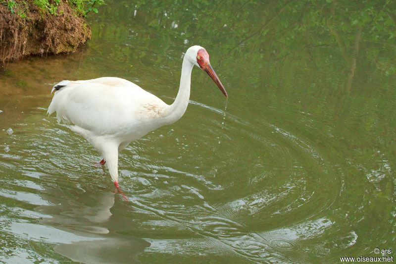 Siberian Crane, identification