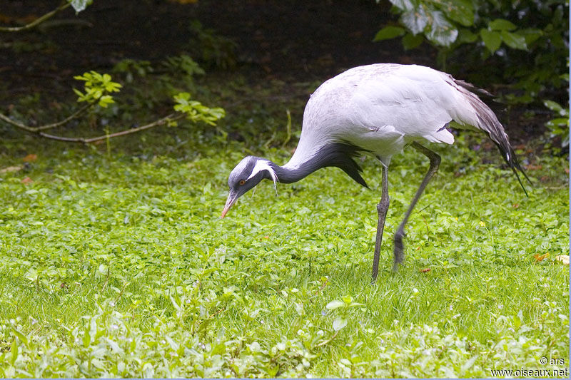 Demoiselle Crane, identification