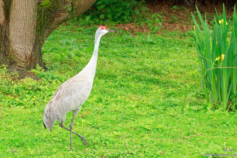 Sandhill Crane, identification