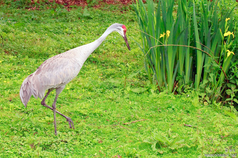 Sandhill Crane, identification