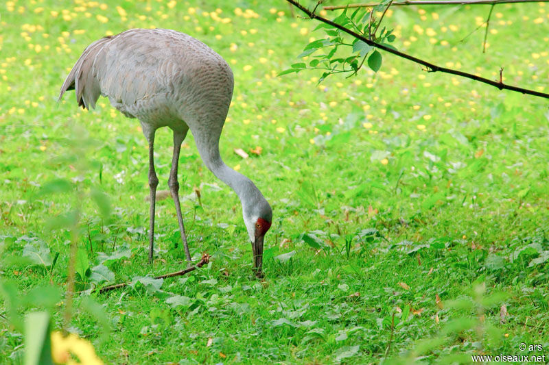 Sandhill Crane, feeding habits