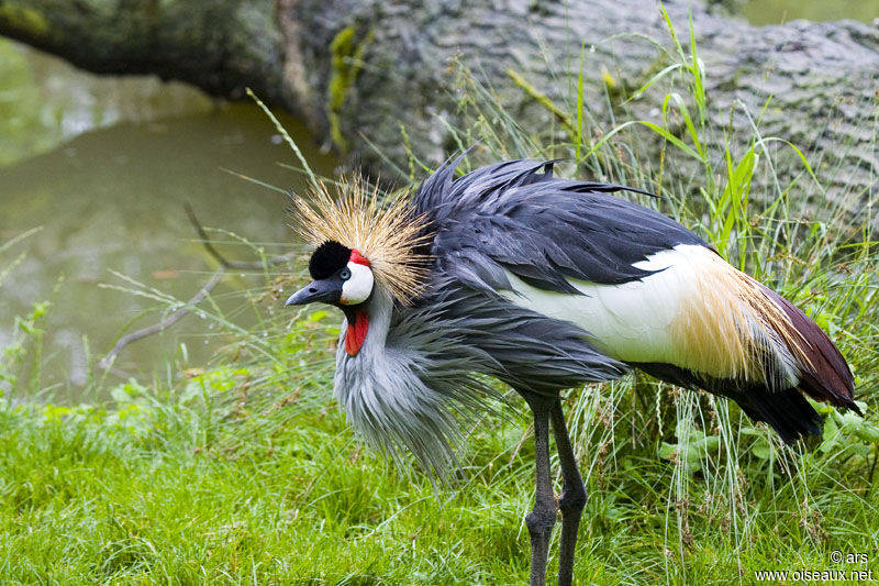 Grey Crowned Crane, identification