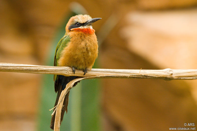 White-fronted Bee-eater, identification