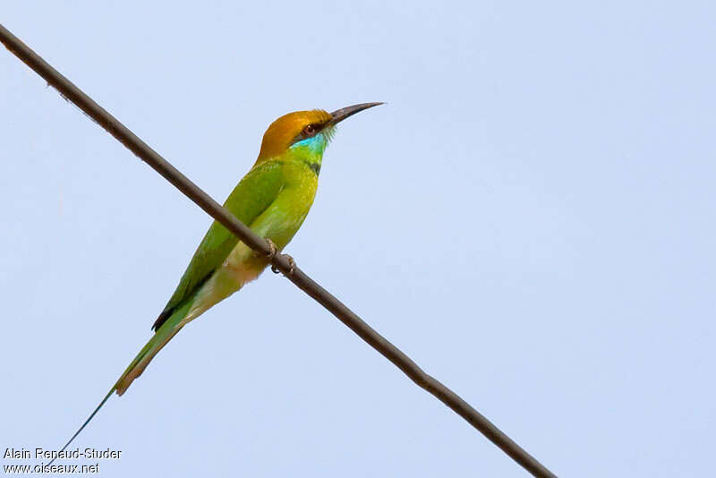 Guêpier d'Orientadulte nuptial, identification